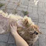 우리 <b>강아지</b> 입양전후