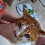 나의 동거묘 도칠이 2026년 2월 일상들-찬조<b>출연</b> 집사