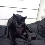 [고양이] <b>최민수</b>닮은 고양이