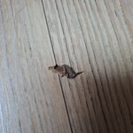 쥐가 <b>납작</b>해지고 조그매짐..