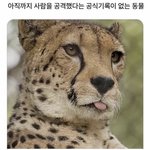 귀여운 <b>치타</b> 보고가