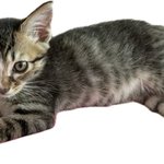 내 남자친구이자 룸메이트 사진