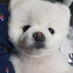 [이것좀봐줘] 다낭성 때문에 <b>고민</b>인 사람있어?  1년만에 극복한...