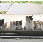 보고시프면 방법있다 아주<b>간단</b>해