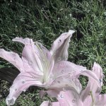 나처럼 <b>특이</b>한 거 조아하는 애들 있음?