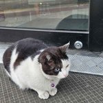 <b>나</b>두 고양이