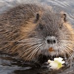 <b>돌출입</b>보단