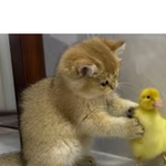 [<b>레이</b>] 베리레드의날)