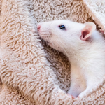 [어케생각해] 이런 <b>애완동물</b> 혼자사는 사람 입장에서 어때요?