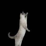 울집 냥이 서있는거 <b>포착</b>함