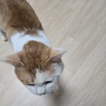 간택 15일 정도.. <b>사진</b>투척