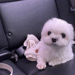 내가 우리 <b>강아지</b> 너무 껴안는 이유..