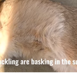 [<b>레이</b>] 사담)(오리빙의)(지압하며)