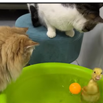 [<b>레이</b>] 사탕모양글)사탕처럼달콤한베리레드