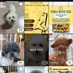 [댓글부탁해] 애완동물 <b>유행</b> 끝날때마다 생기는일