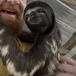 <b>나무</b>늘보 생긴거 기괴함