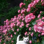 죠은 <b>아침</b>