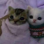 중경외시 이상 <b>문과</b>들아