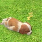 일본 교환학생중인데 <b>궁금</b>하거 있닝