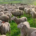 [유다이즘] <유월절을 앞두고> 이집트에서의 마지막 안식일