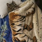 나 호랑이게? <b>고양</b>이게?