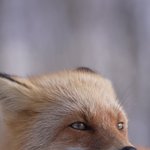 귀를 자유<b>자재</b>로 움직이는