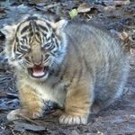 돼지 엉덩이 납작해서 시름