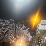 부산 벚꽃길 갔는데 넷플릭스 촬영으로 <b>통제</b>당함... 이게 맞나요?