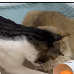 [레이] 사담)easter egg(?)처럼