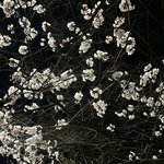 벚꽃은 <b>밤</b>에 봐야 이쁘다 ^^