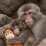 <b>원숭이</b> 너무 귀여움