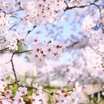 [이것좀봐줘] 집 앞 공원 벚꽃 산책