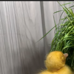 [레이] 사담)한식