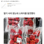 딸기 사러 왔는데 ..