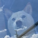 호