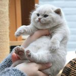 냥이가 뚱해도 귀여운 <b>이유</b>는