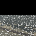 <b>올해</b> 벚꽃