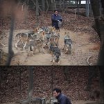 [댓글부탁해] 대전 탈출한 <b>늑대</b> 평소 모습이래
