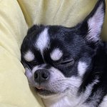<b>하쉬</b>