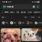 [하고싶은말] 주댕이 돌출입 치와와 뜻