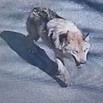 [속보] 대전 오월드 탈출한 '늑구' 발견... 포획 전 대치 상황