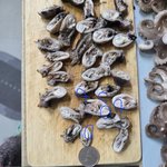 [이것좀봐줘] 쭈꾸미러버님들 봐주세요