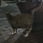 와 개<b>뚱띠</b>한 고양이봄