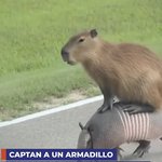 와__형들 아르모딜라 <b>출타</b>_되는거가져왓다 ㄷㄷㄷㄷㄷ