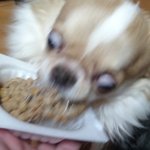 나 개들이 이러는거보면 정떨어짐