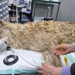 [속보] 대전시 "늑구 생포 <b>후</b> 무사히 오월드 복귀"