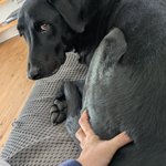 강아지 <b>빵댕이</b> 만지고 튀고 싶다