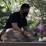 늑구 이거 <b>늑대</b>가 아니라 개 아녀