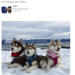 <b>허스키</b>와 같이 자란 고양이