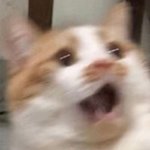 나빼고